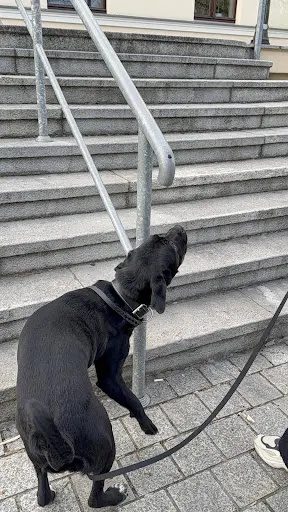 Pies Inaczej - Profesjonalne Szkolenie Psów